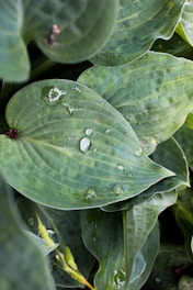 water droplets on green leaves