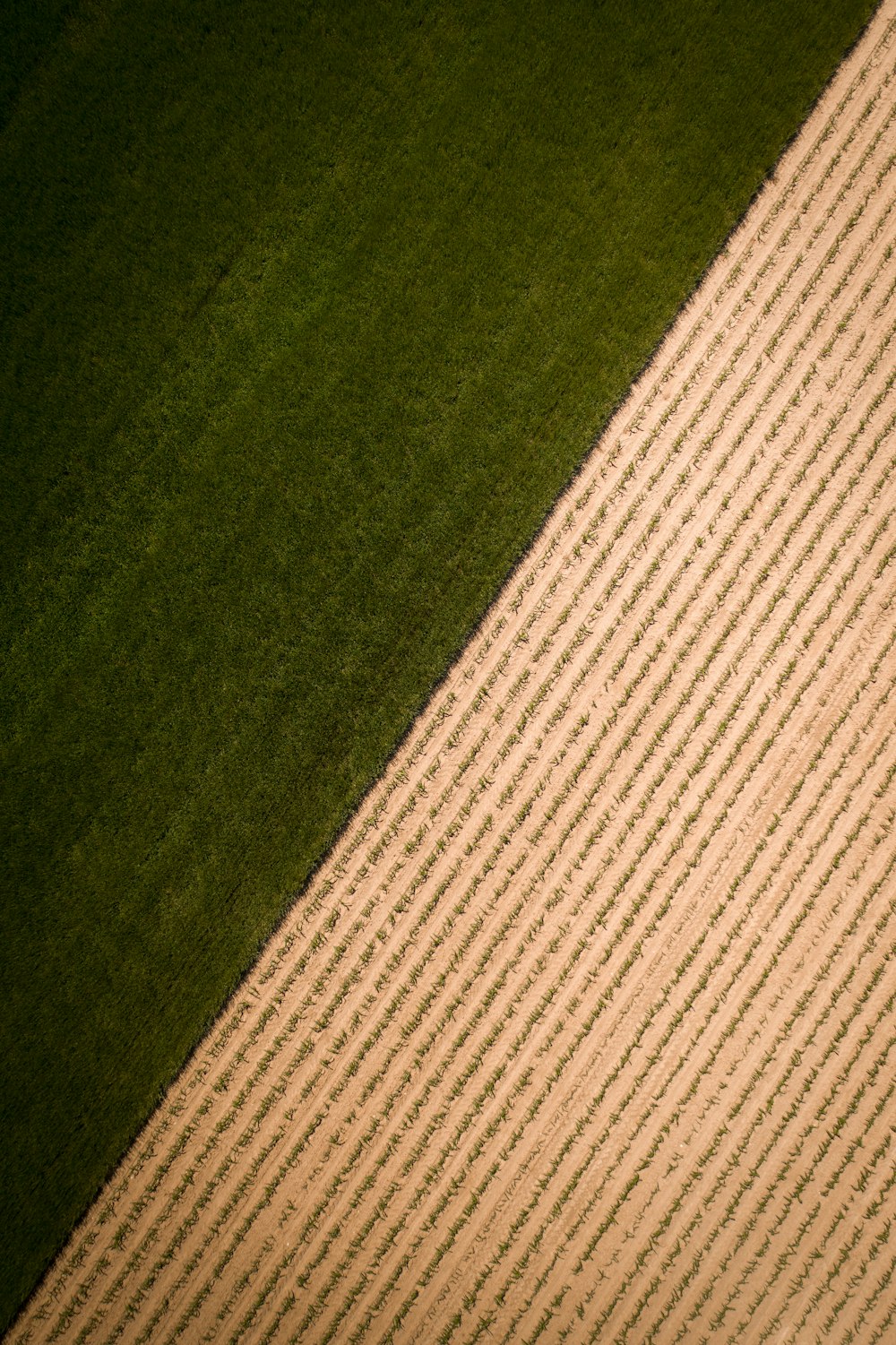 a baseball field with a white and green line on it