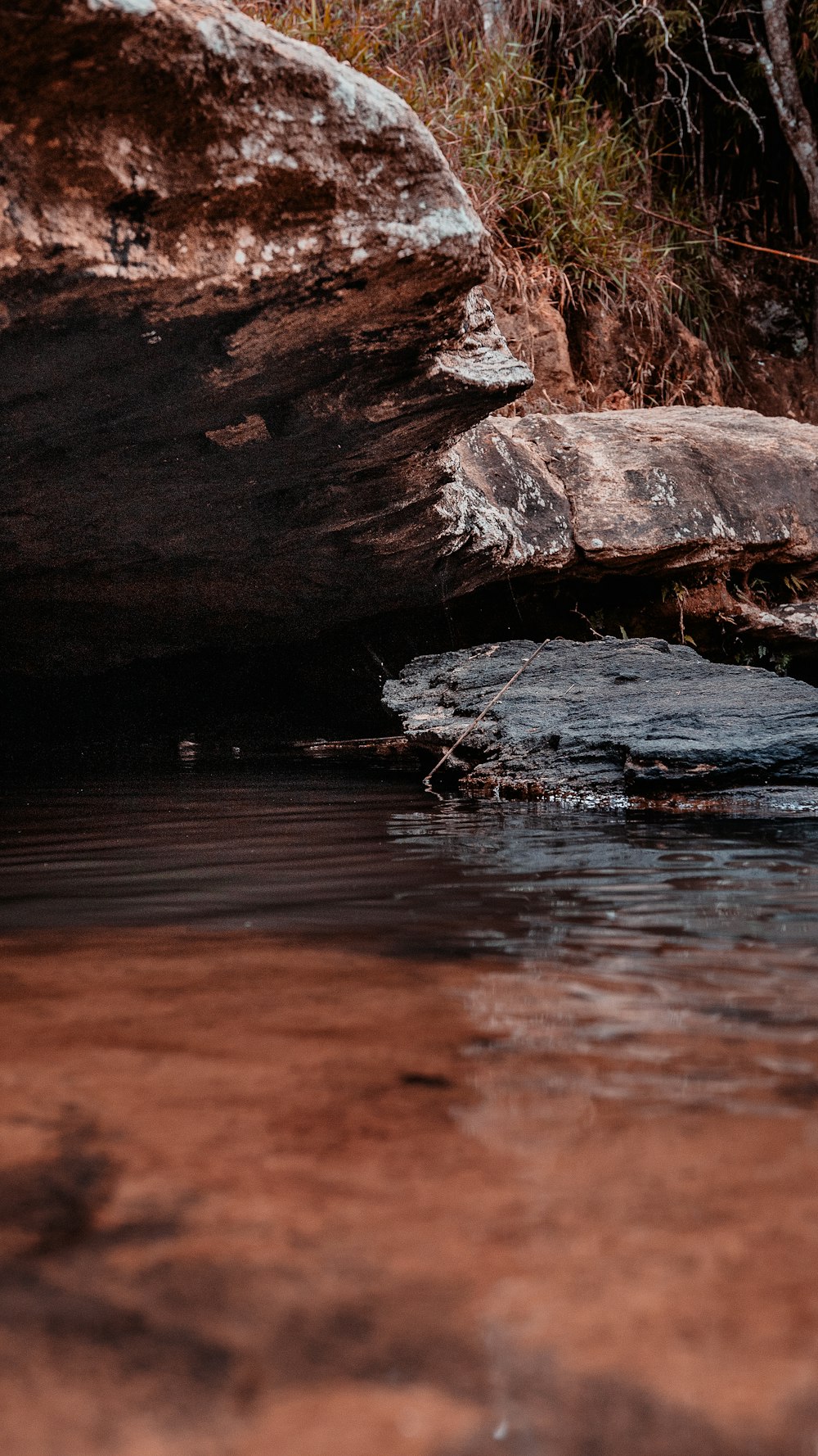 brown wood log on water