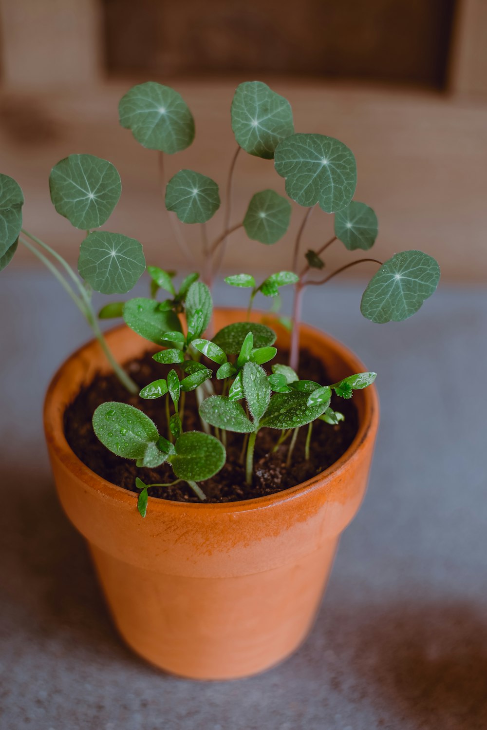 green plant in brown clay pot