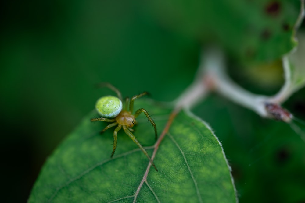 a green spider sitting on top of a green leaf