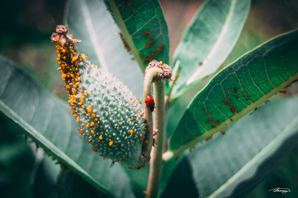 a close up of a leaf with a bug on it