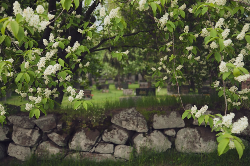 a tree with white flowers near a stone wall