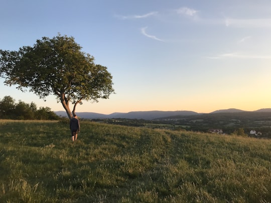 green tree on green grass field during daytime in Marmoutier France