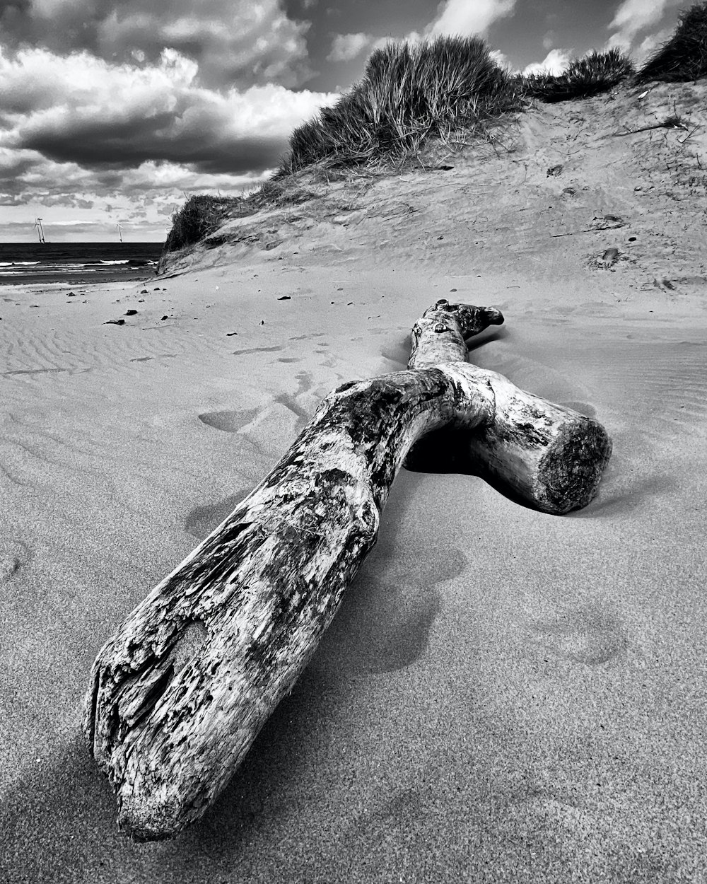 grayscale photo of wood log on beach