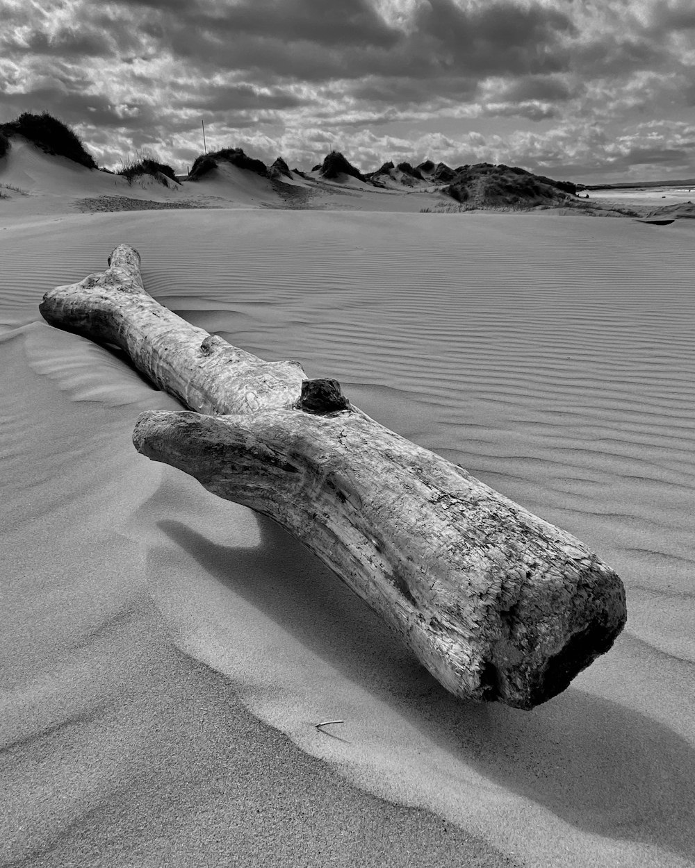 white wood on gray sand