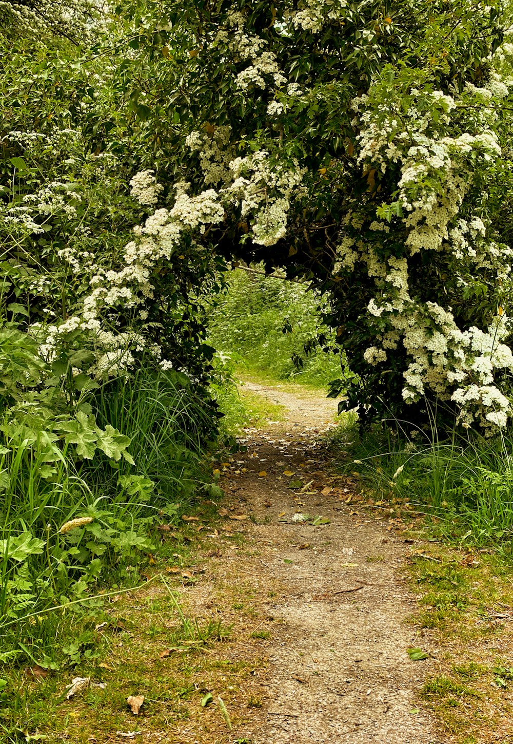 Grünes Grasfeld mit weißen Blüten