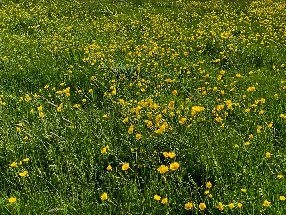 yellow flower field during daytime