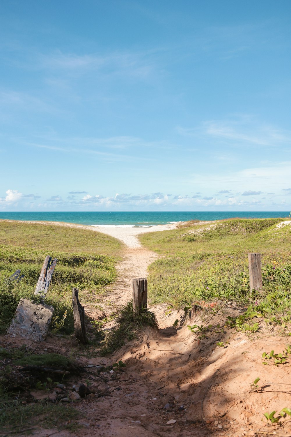 bûche de bois brun sur du sable brun près d’un plan d’eau pendant la journée