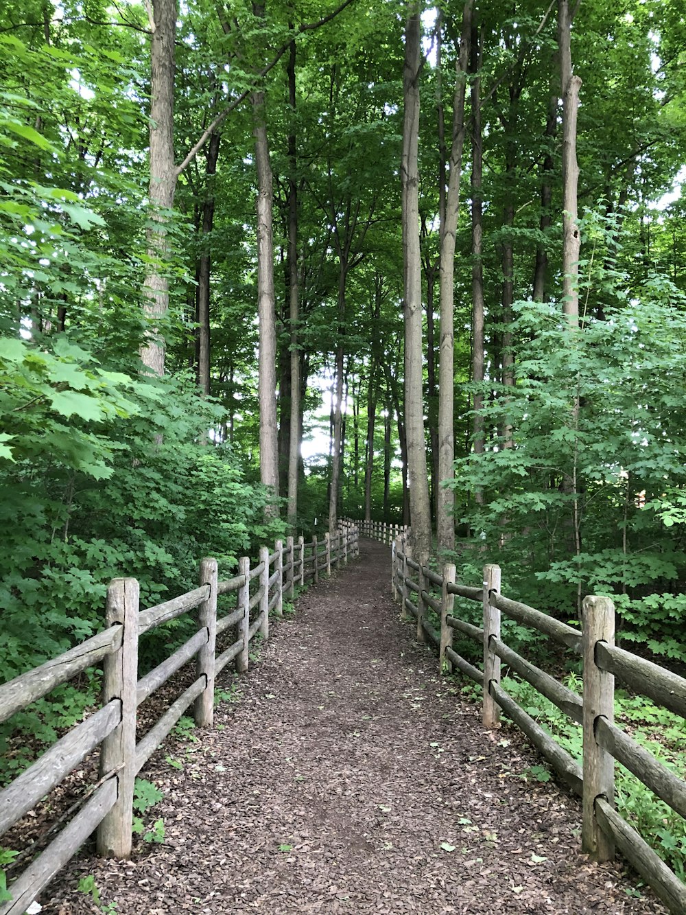 brown wooden bridge in the woods