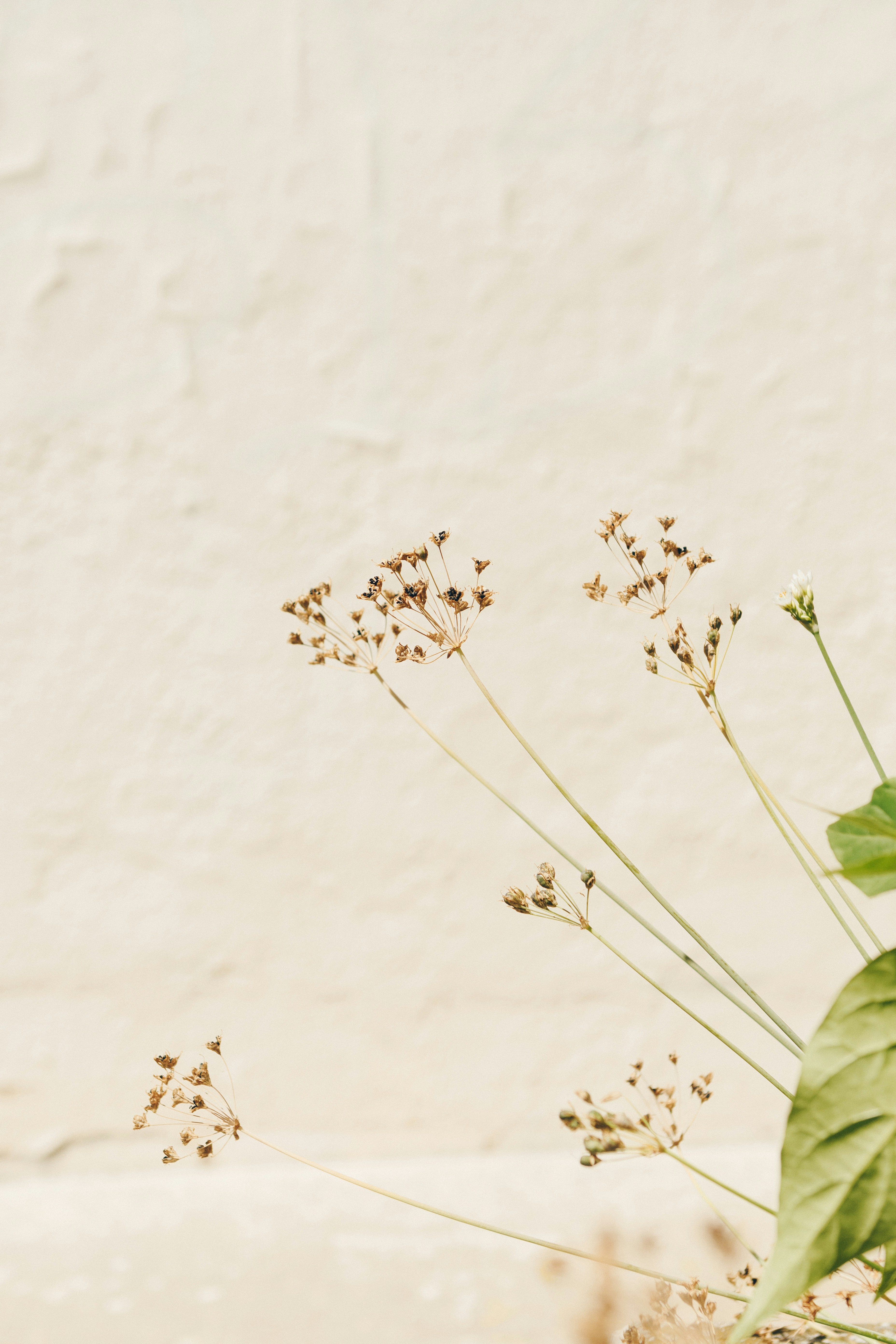white flower with green leaves