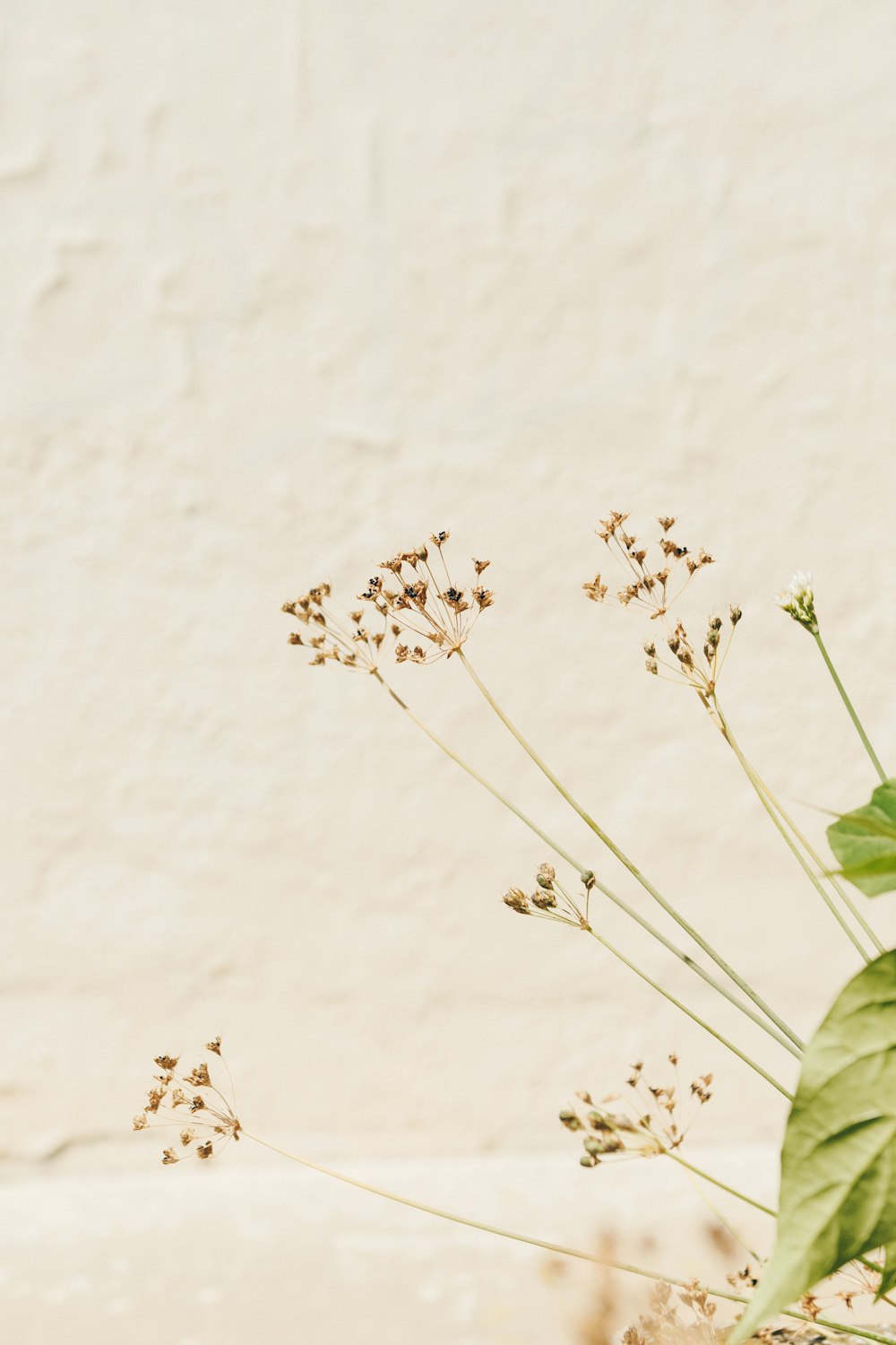 white flower with green leaves