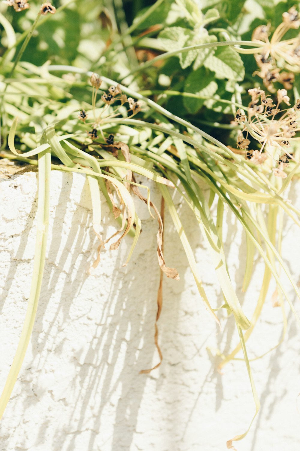 green plant on white wall