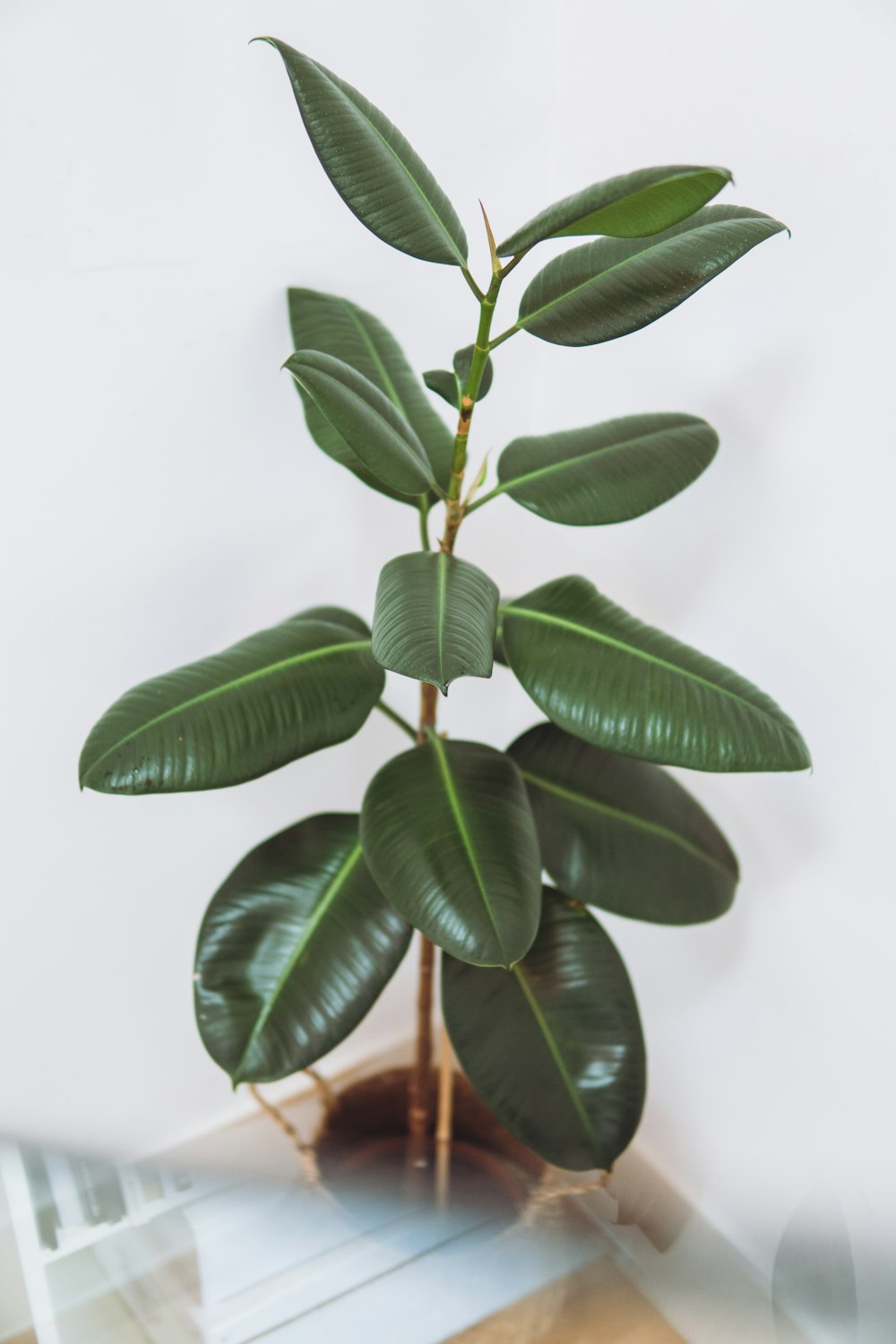 green leaves in white background