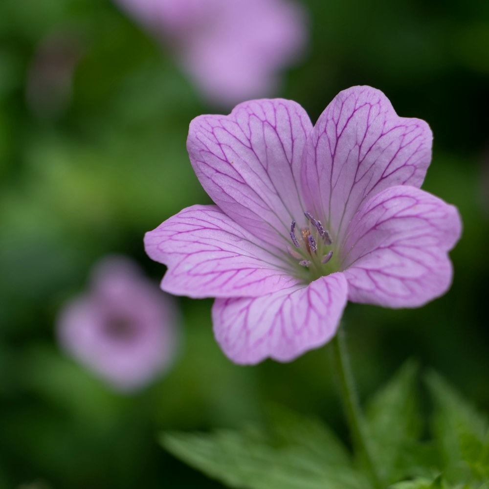 purple flower in tilt shift lens