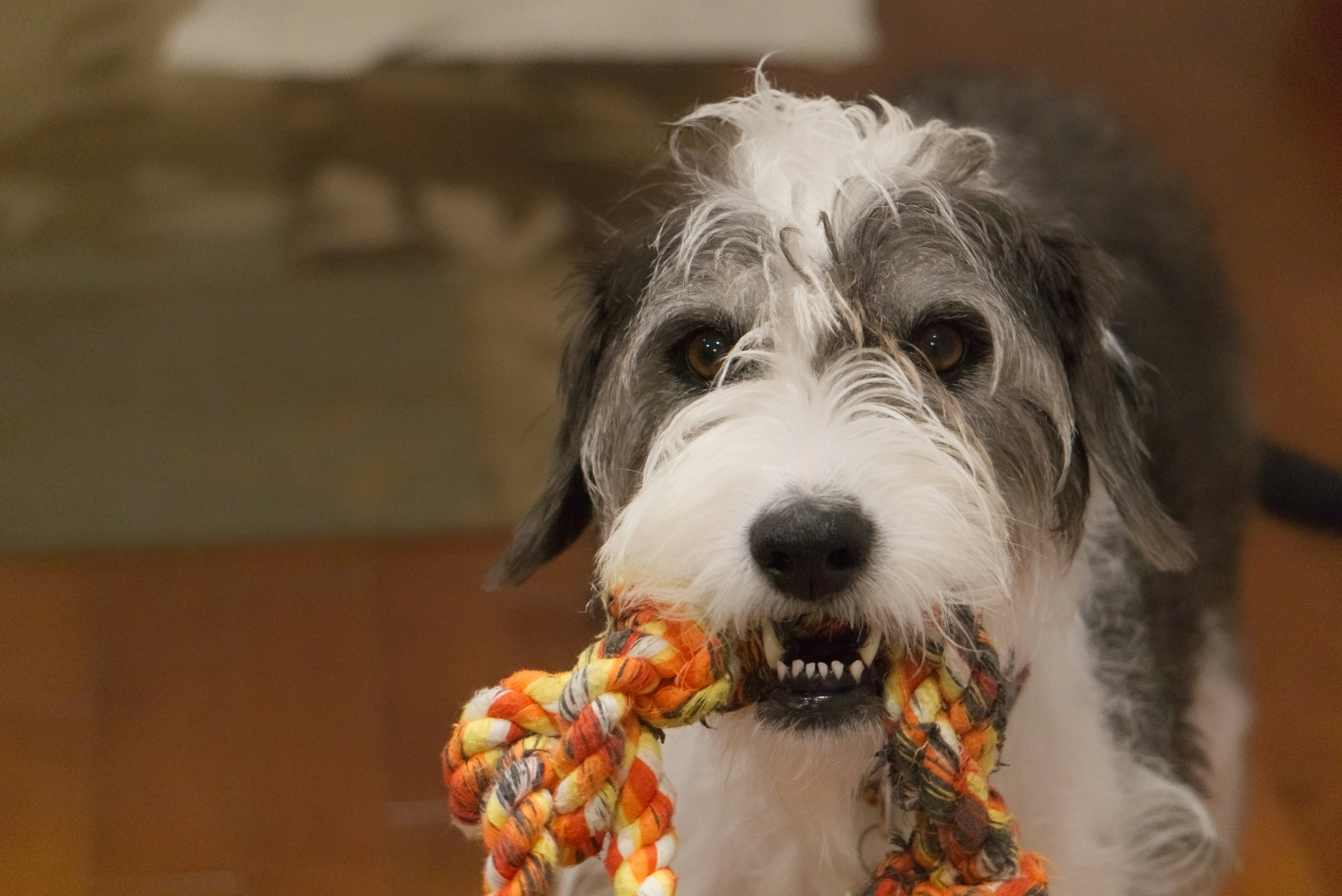 Best Rope Toys for Dogs and Complete Buying Guide