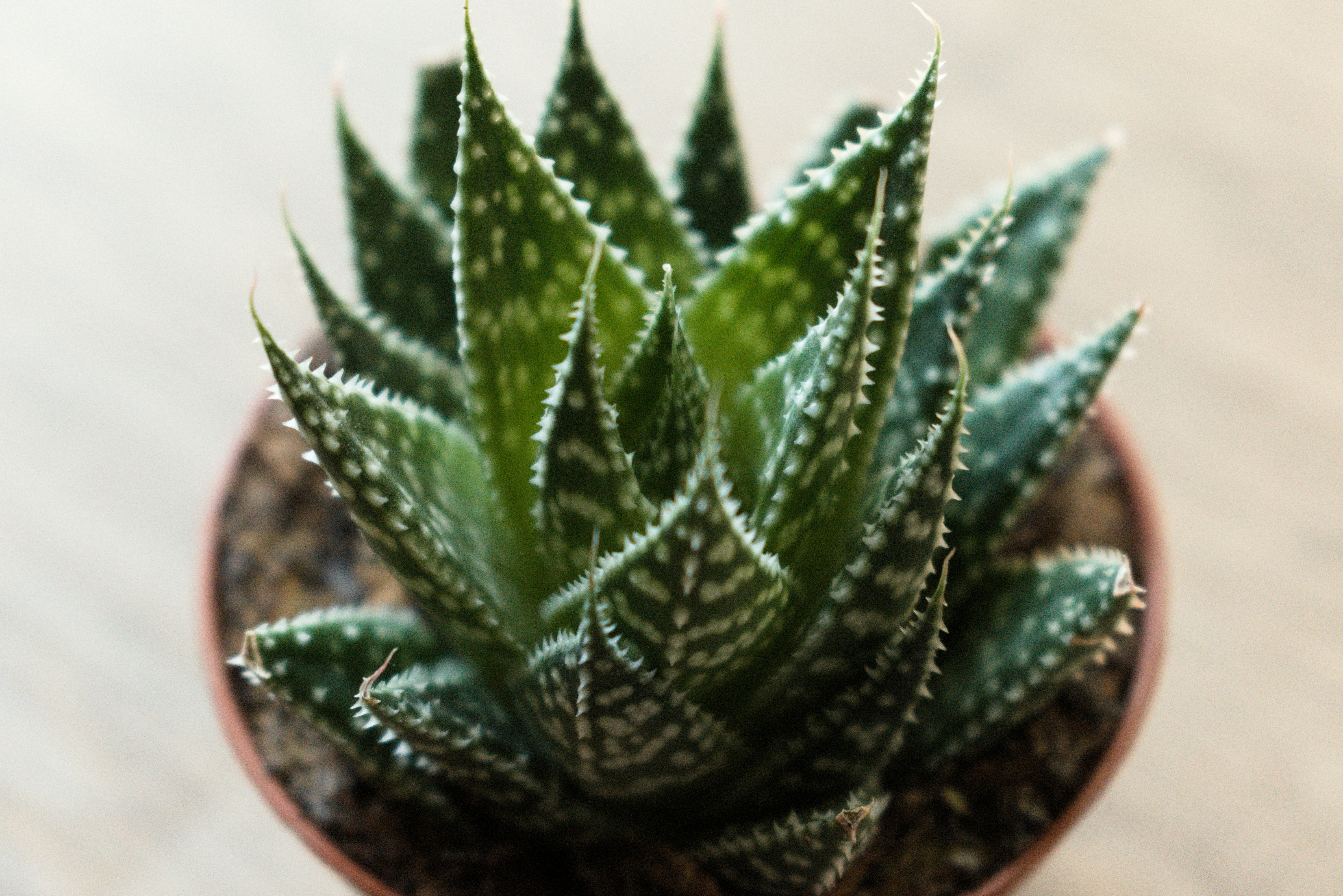 Photo by shikhardevgupta