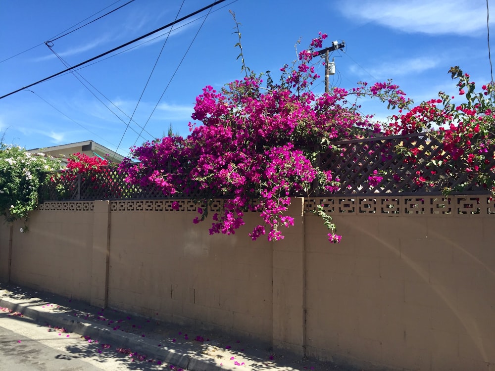 pink flowers on brown wall