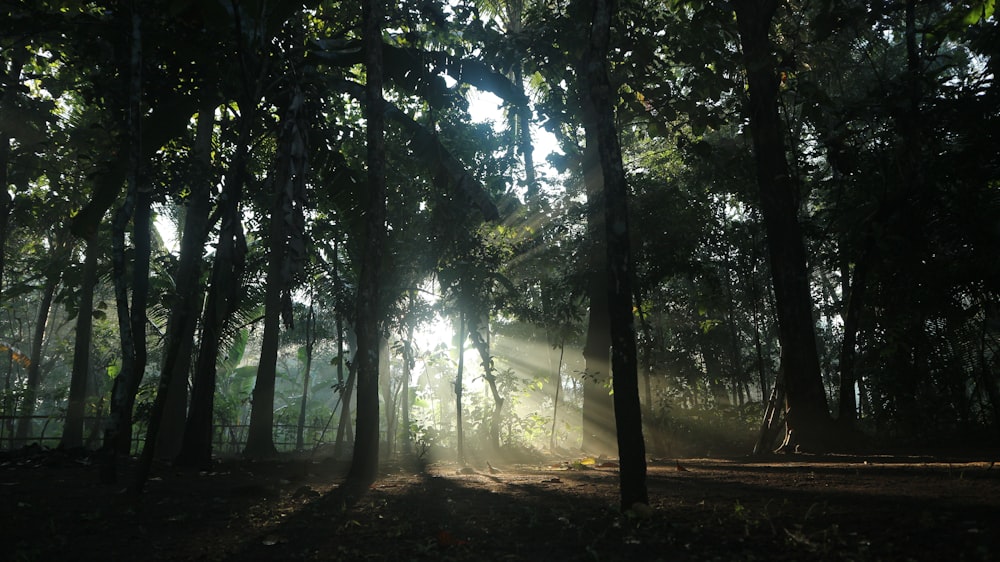 green trees on forest during daytime