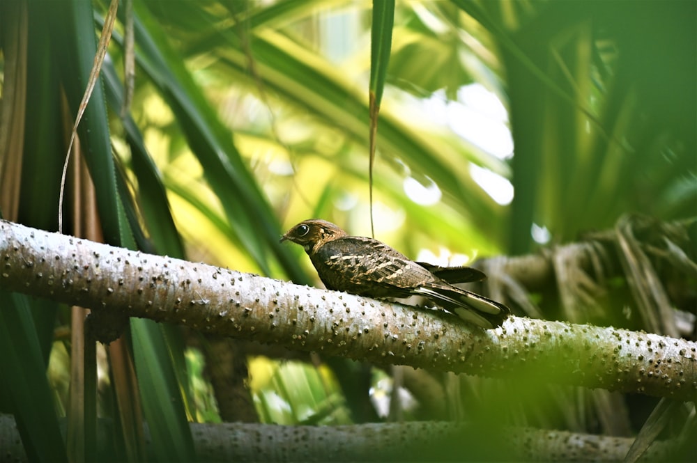 brown and black bird on tree branch