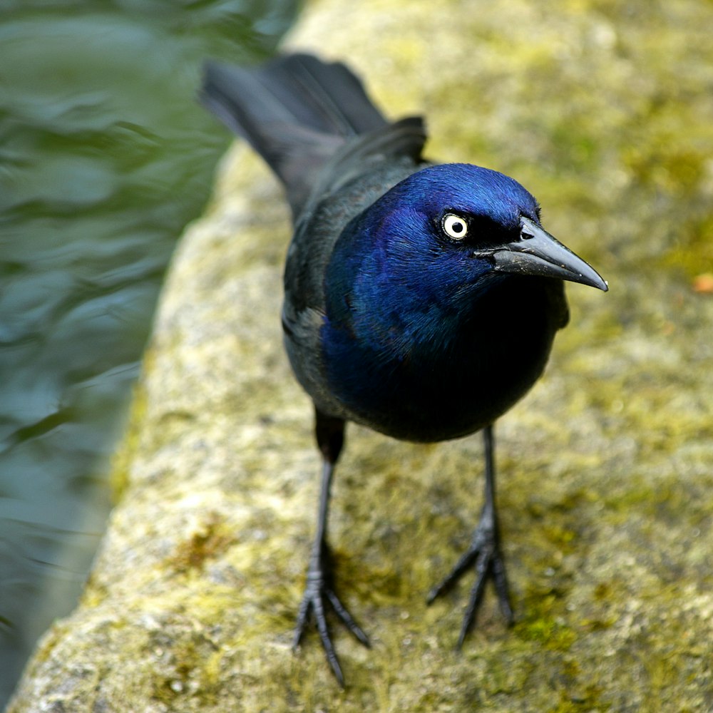 blue and black bird on brown rock near body of water during daytime