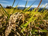 Close-up view of golden rice stalks in a sunlit field, with vibrant green leaves and a distant, blurred backdrop of sky and mountains.