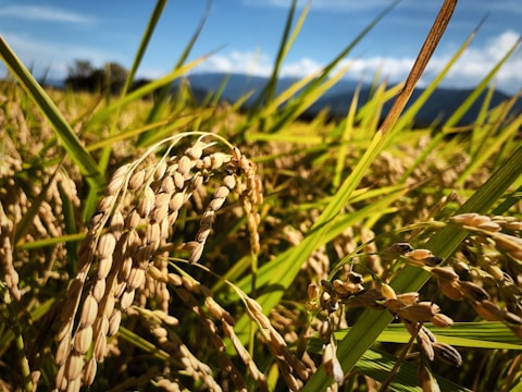 Close-up view of golden rice stalks in a sunlit field, with vibrant green leaves and a distant, blurred backdrop of sky and mountains.