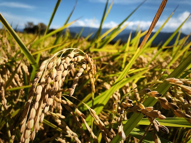 Close-up view of golden rice stalks in a sunlit field, with vibrant green leaves and a distant, blurred backdrop of sky and mountains.