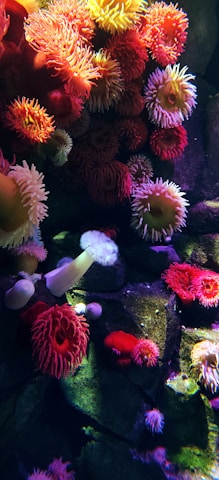 pink and white coral reef