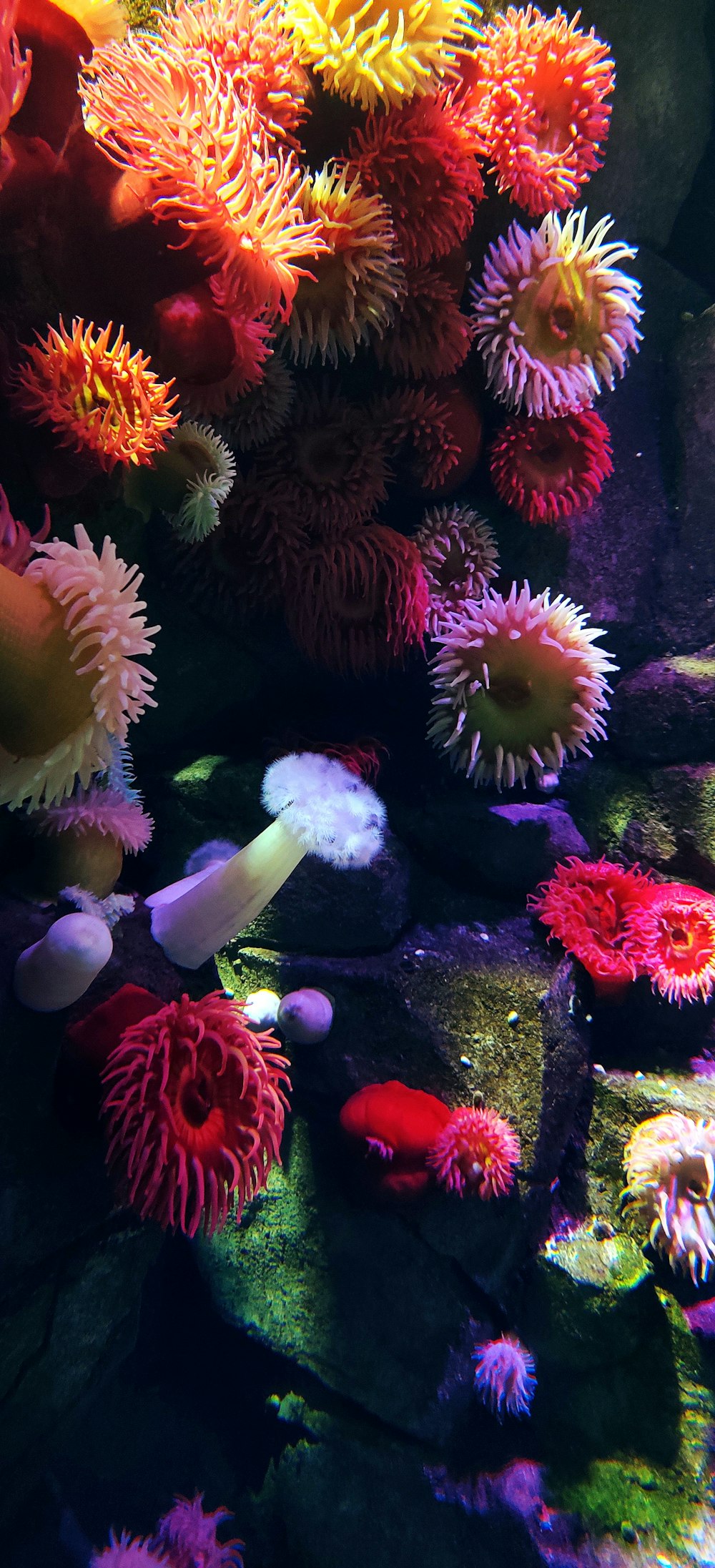 récif corallien rose et blanc