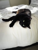 A serene black cat curled up in a plush bed with a gentle smile.
