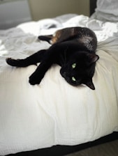 A black cat with striking green eyes is lounging on a white bed, its body comfortably stretched out. The room appears softly lit, creating a serene atmosphere.