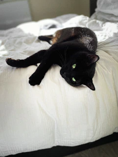 A sleek black cat resting gracefully on a luxurious gold-trimmed pet bed inspired by ancient Egyptian motifs.