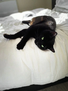 A sleek black cat resting gracefully on a luxurious gold-trimmed pet bed inspired by ancient Egyptian motifs.