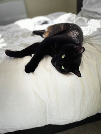 A black cat with striking green eyes is lounging on a white bed, its body comfortably stretched out. The room appears softly lit, creating a serene atmosphere.