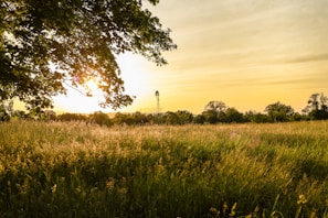 A peaceful sunset casting golden light over the mini farm's fields and windmill