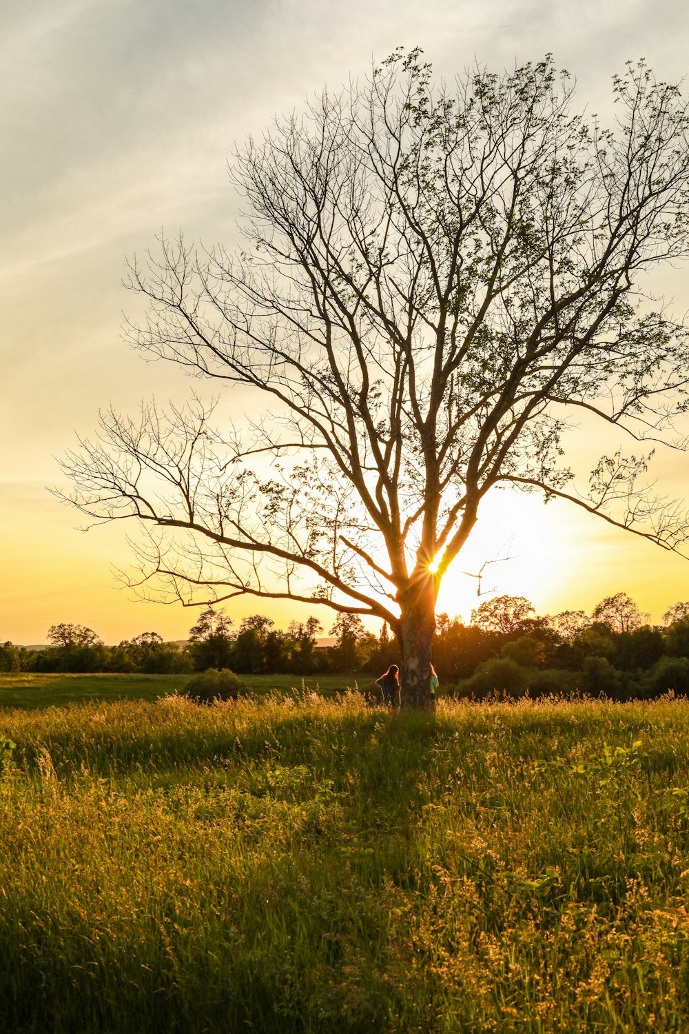 Blattloser Baum auf grünem Grasfeld tagsüber