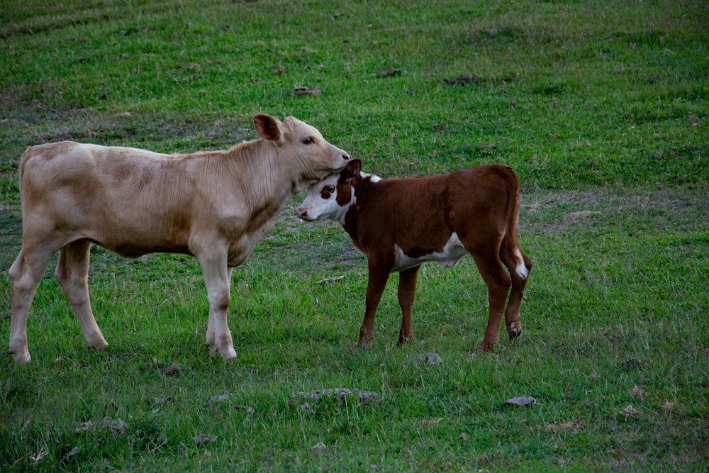 Vaca marrón en campo de hierba verde durante el día