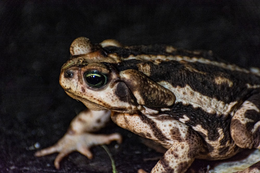 brown and black frog on green grass