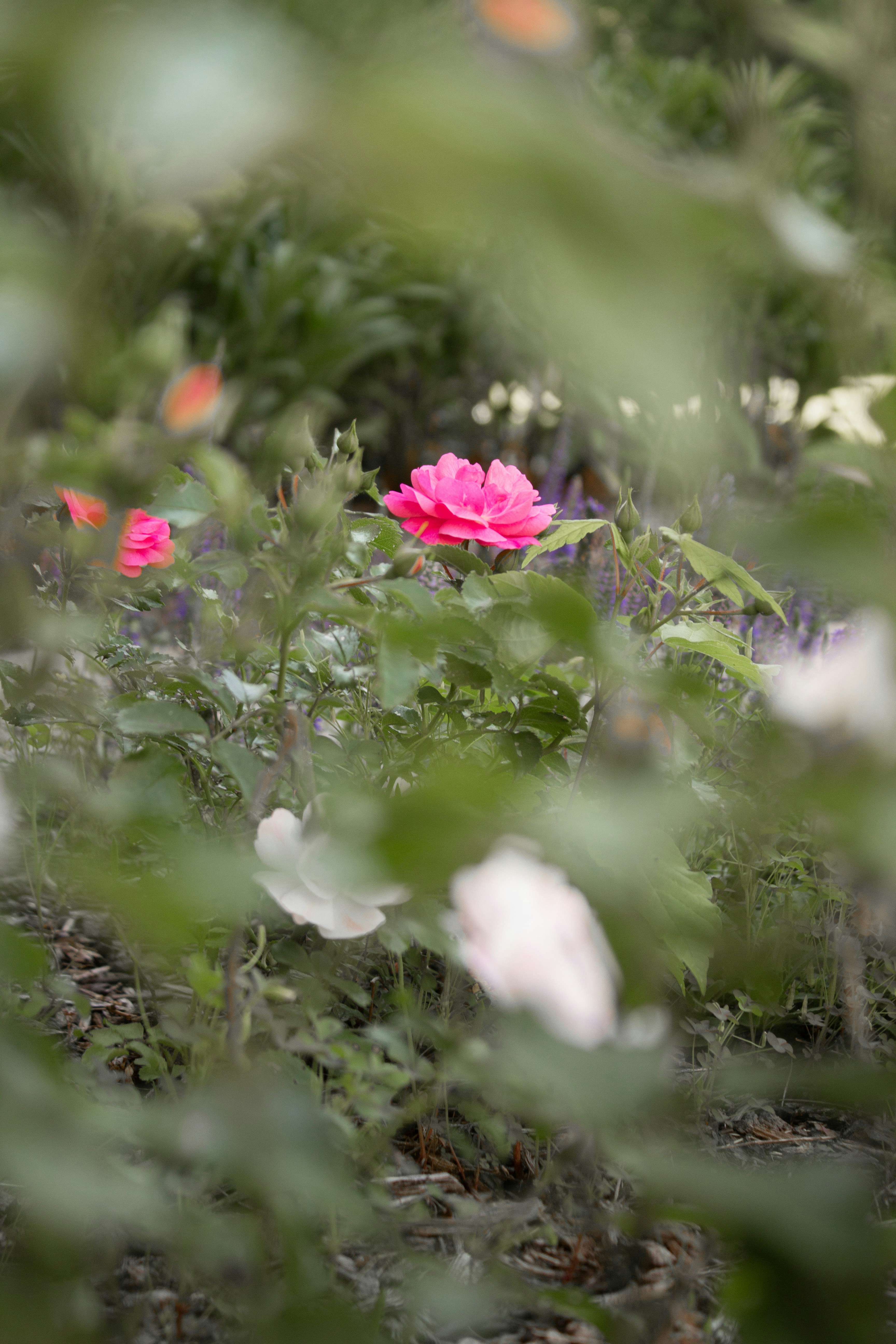 Photo by joyfulcaptures