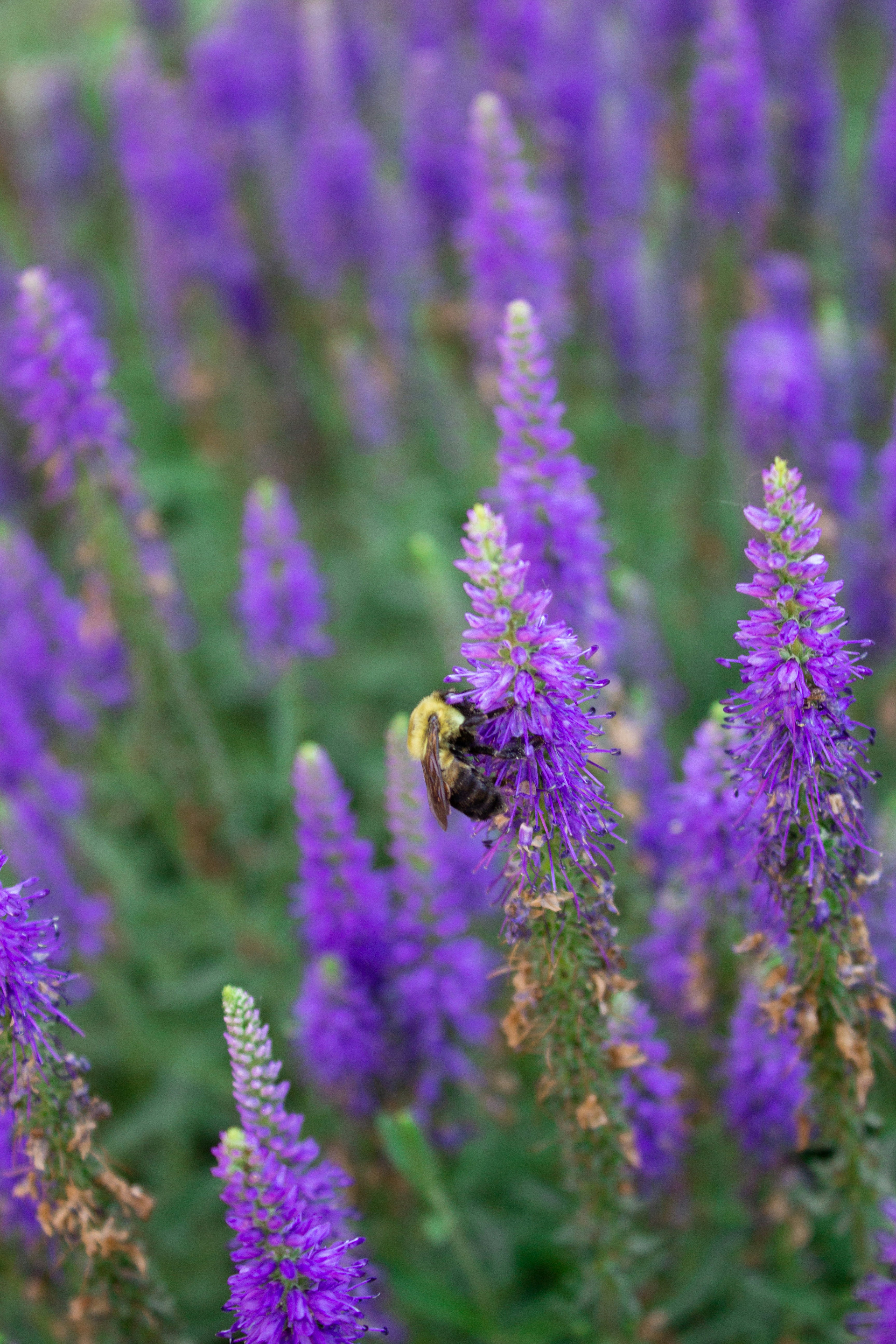 Photo by joyfulcaptures