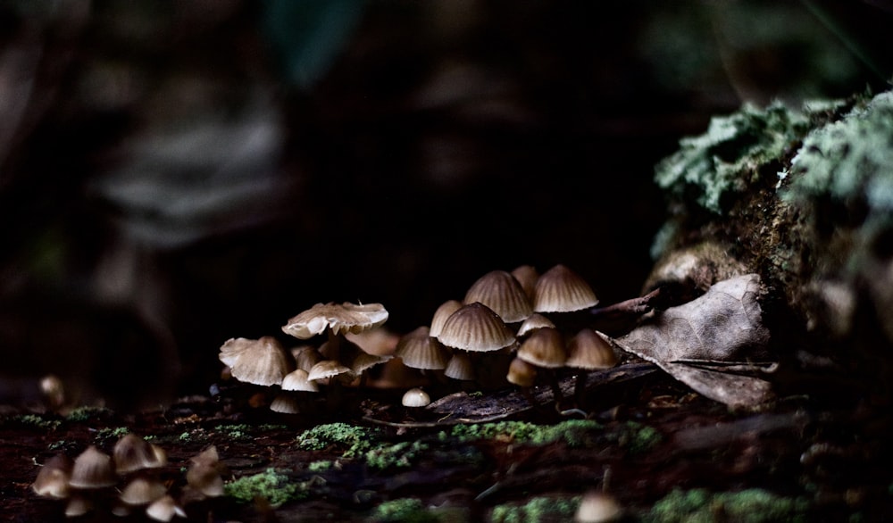 brown mushrooms on brown soil