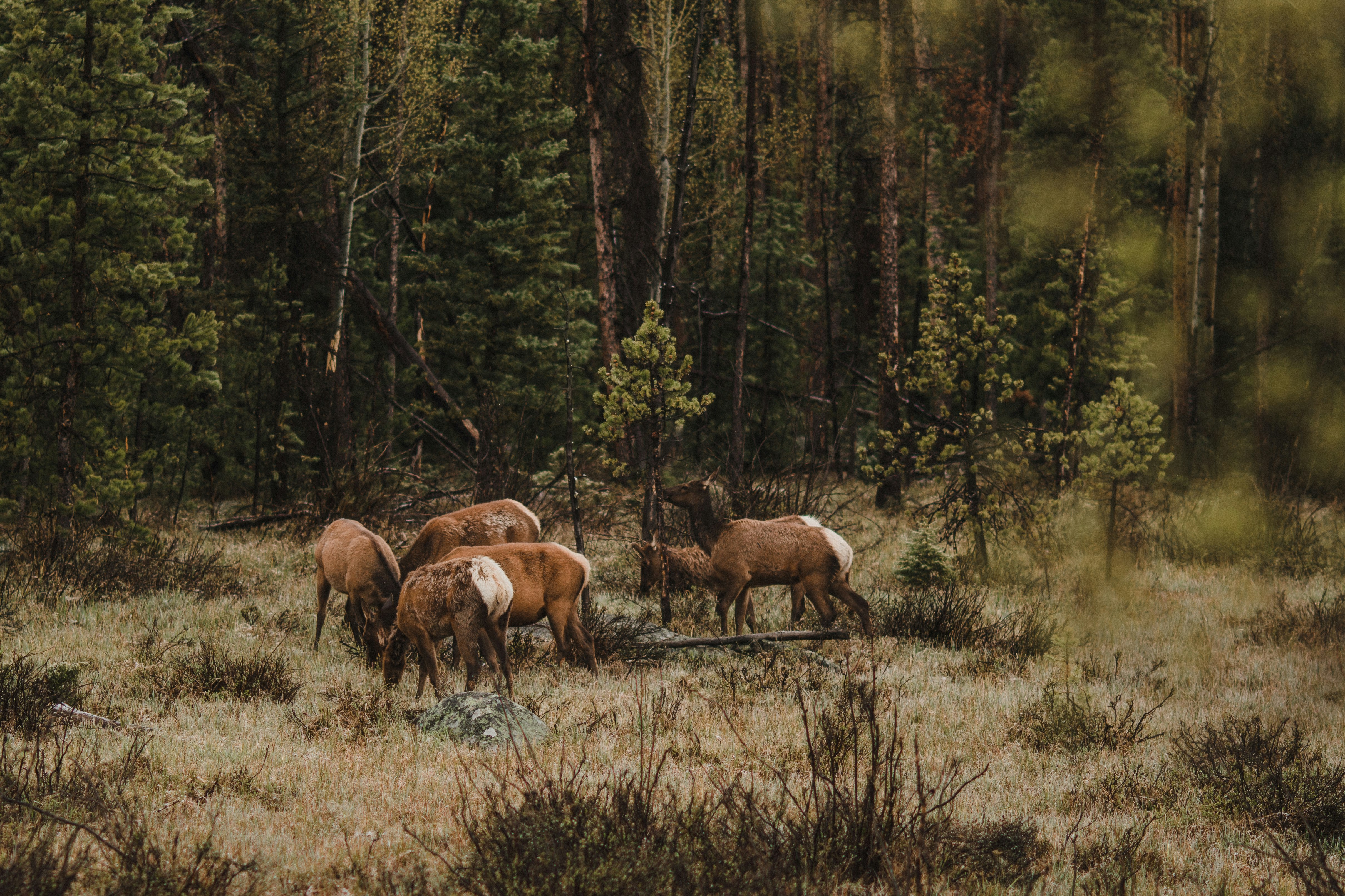 elk in a forest