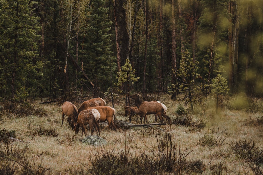 rebanho de ovinos no campo de gramíneas durante o dia