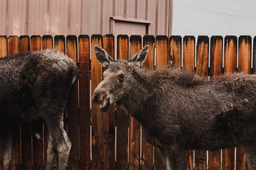 black deer standing on brown wooden fence during daytime