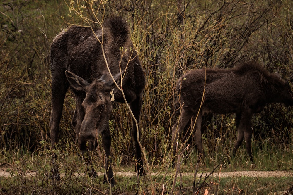 black moose on green grass field during daytime