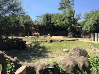 A spacious outdoor zoo enclosure with a rhinoceros next to a mud area. The enclosure is surrounded by trees and vegetation, creating a lush environment. Large rocks and logs are scattered throughout the space, providing a naturalistic setting.