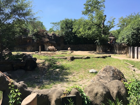 A spacious outdoor zoo enclosure with a rhinoceros next to a mud area. The enclosure is surrounded by trees and vegetation, creating a lush environment. Large rocks and logs are scattered throughout the space, providing a naturalistic setting.