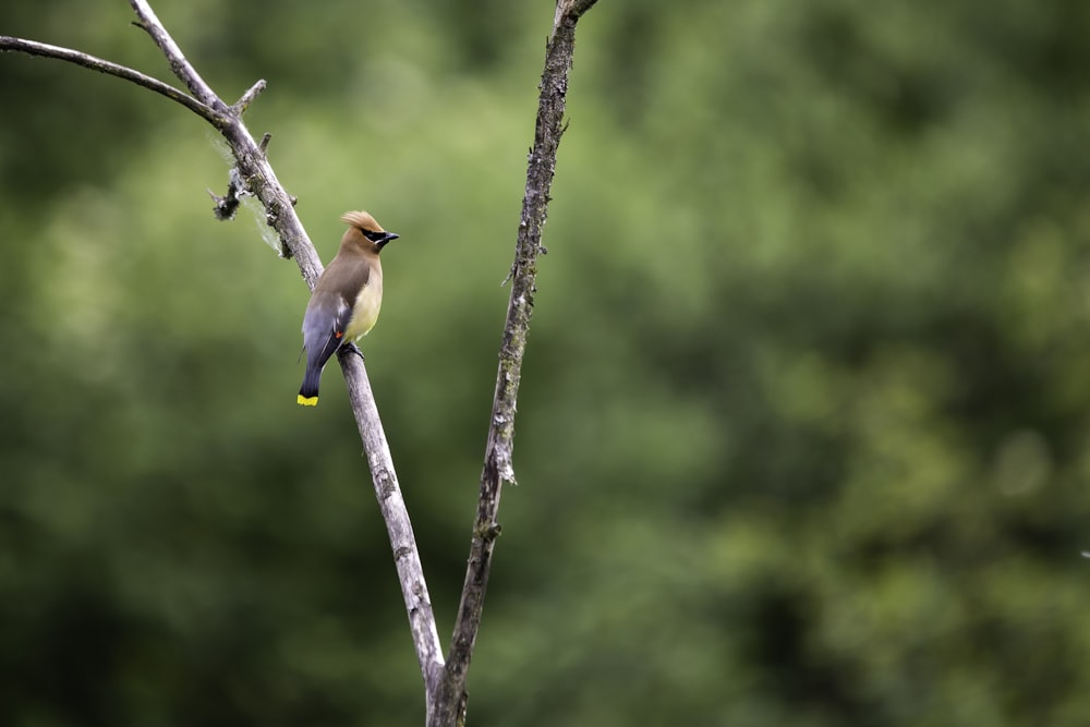 brown and blue bird on brown tree branch during daytime
