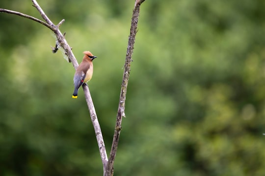 brown and blue bird on brown tree branch during daytime in Langley Canada